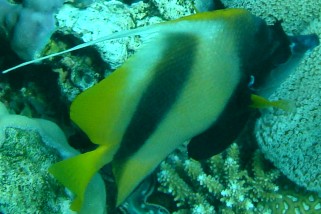 Heniochus intermedius - Rotmeer-Wimpelfisch